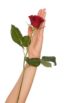 woman holding red rose in the hand as a gift