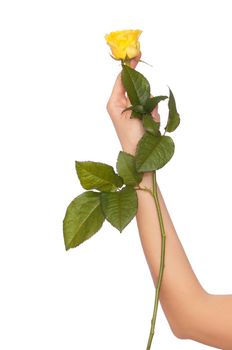 woman holding yellow rose in the hands as a gift