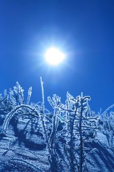 Ice on plant at a very cold day