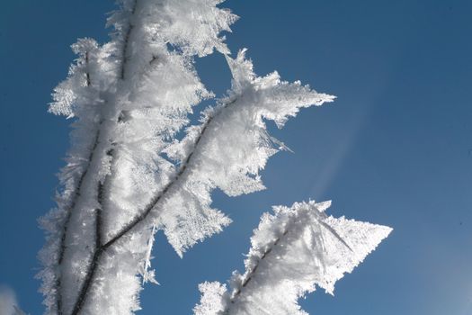 Ice on plant at a very cold day