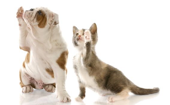 english bulldog puppy and kitten holding paw up to shake