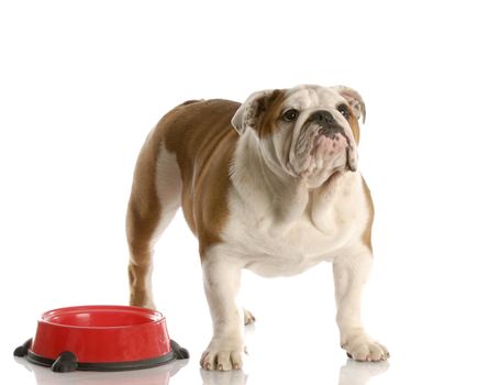 cute english bulldog puppy standing beside food dish looking up waiting to be fed