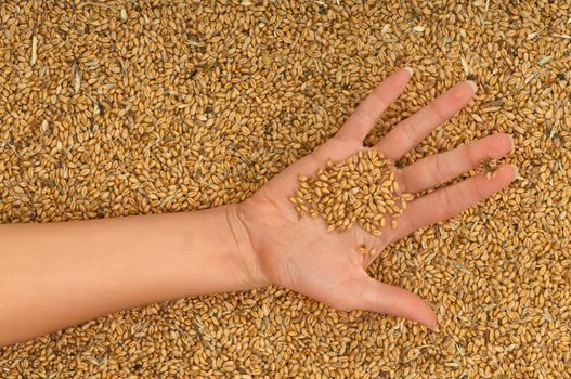 A handful of grains in the woman's hand
