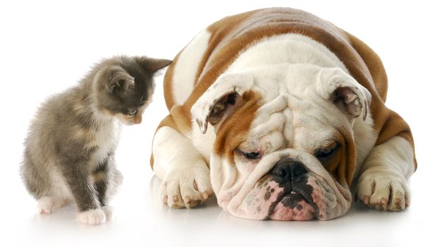 kitten looking down at english bulldog puppy that is laying down sulking with reflection on white background