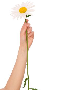 woman holding white daisy in the hand