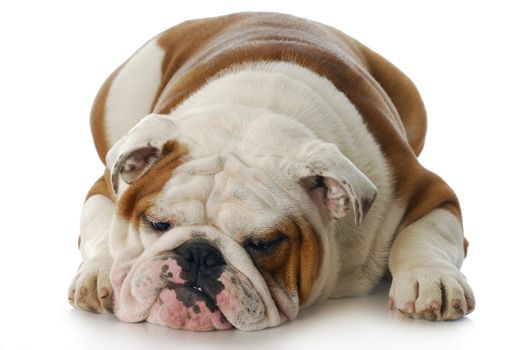 sad and depressed looking english bulldog laying down with reflection on white background