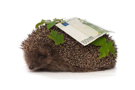 The hedgehog in motion hastens home from the bank carrying percent hundred euro profit
