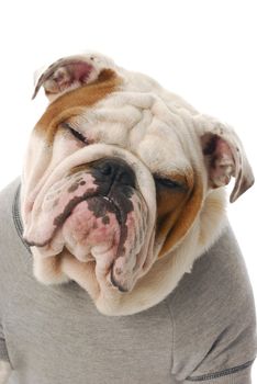 adorable english bulldog with silly expression wearing grey shirt on white background