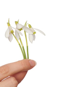 woman holding three snowdrops as a symbol of spring