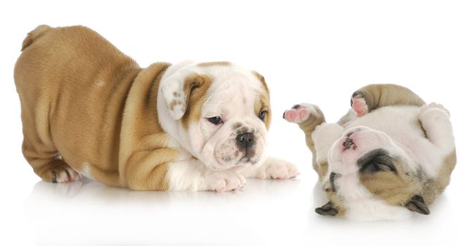 puppies playing - two english bulldog puppies playing isolated on white background