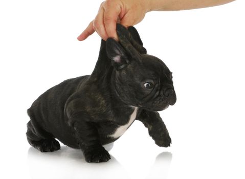 naughty puppy - french bulldog puppy being picked up by the scruff of the neck isolated on white background