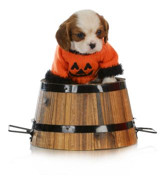 halloween puppy - cavalier king charles puppy wearing a halloween sweater on white background 