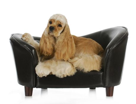 dog laying on a couch - american cocker spaniel laying on a dog bed isolated on a white background
