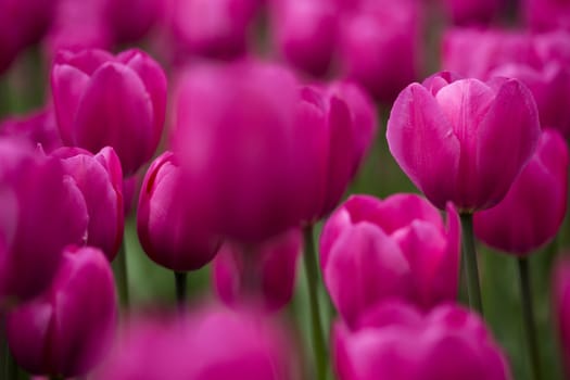 Picture of beautiful pink tulips on shallow deep of field