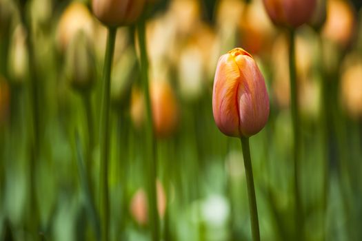 Picture of beautiful tulips on shallow deep of field