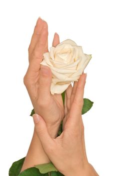 woman holding white rose in the hands as a gift