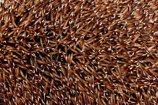 Considerable quantity of prickles of a hedgehog