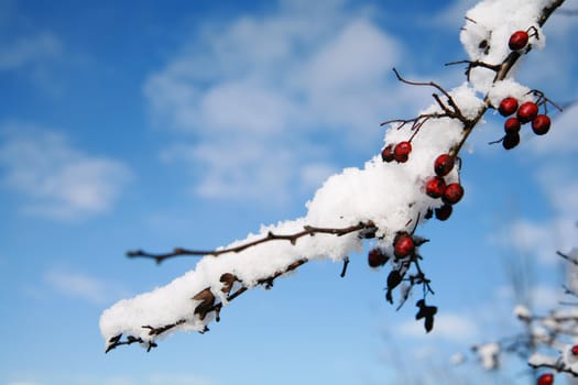 beautiful winter mood.snow on a plant.