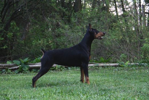 guard dog - doberman pinscher standing alert on a country property