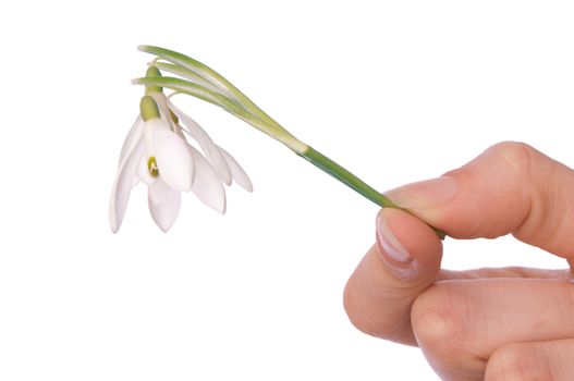 woman holding snowdrop as a symbol of spring