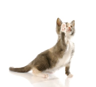 short haired kitten with paw up in the air with reflection on white background