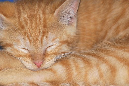 peaceful orange tabby male kitten curled up sleeping 