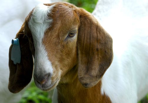 south african goat doeling out in the pasture