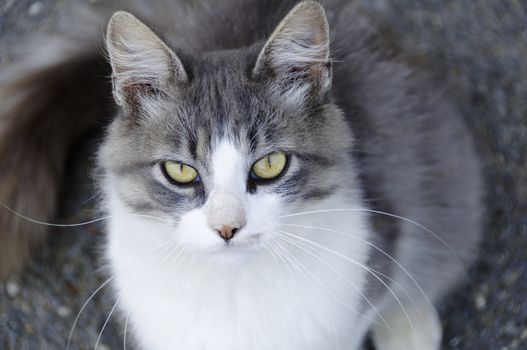 White and grey cat portrait