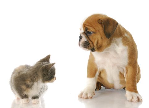 eight week old kitten and english bulldog puppy looking at each other with reflection on white background