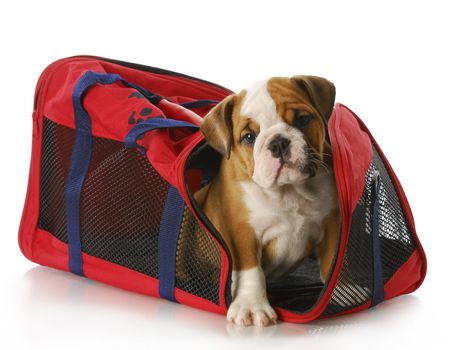 adorable eight week old english bulldog peaking out of travel tote bag