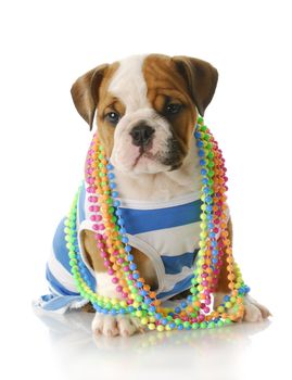 adorable eight week old english bulldog puppy wearing blue and white shirt with colorful jewellery with reflection on white background