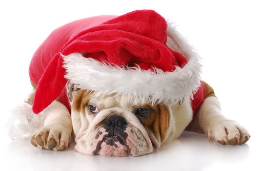 english bulldog with sad expression dressed up like santa claus with reflection on white background