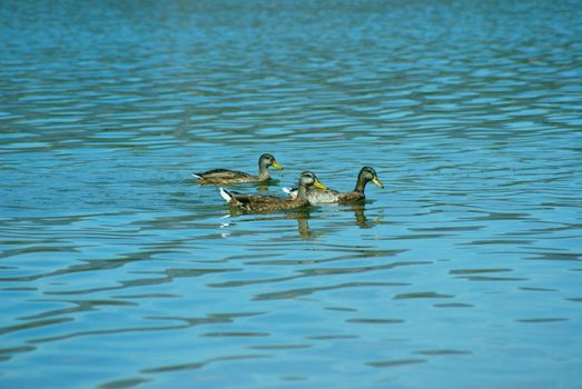 Pretty ducks swimming in the river