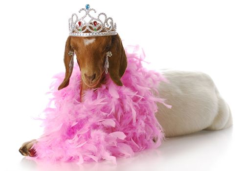 adorable south african boer goat doeling dressed up like a princess