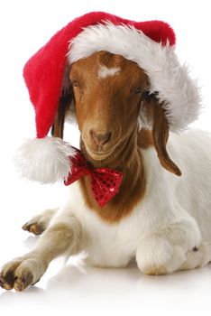 adorable south african boer goat wearing santa hat and bow tie