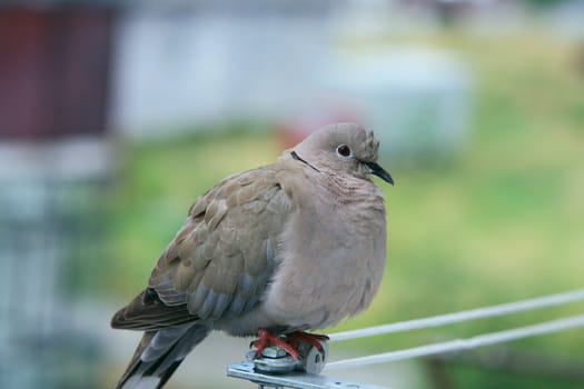 verry beautiful pigeon resting awhile