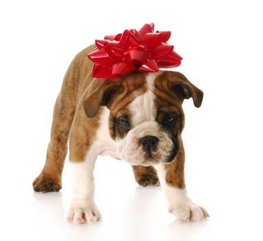 adorable english bulldog with red bow on his head standing