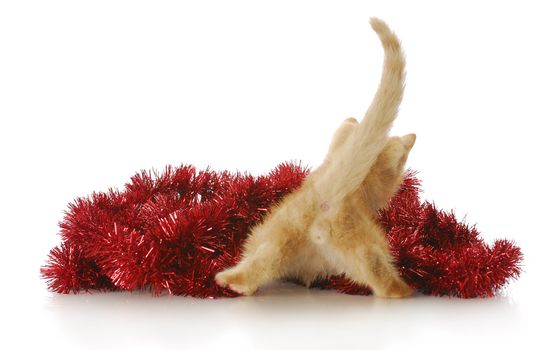 funny kitten from the backside playing in red christmas garland with reflection on white background