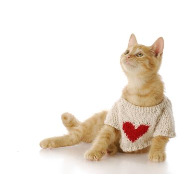 adorable ten week old kitten wearing sweater with heart on it