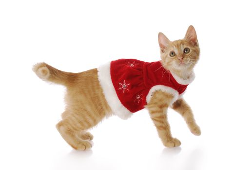 adorable kitten or cat wearing red christmas dress with reflection on white background