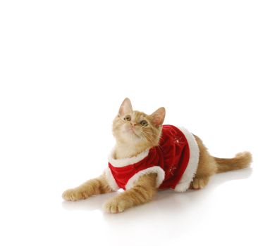 adorable ten week old kitten wearing christmas dress with reflection on white background