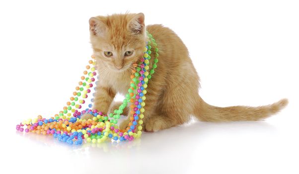 adorable three month old kitten playing with colorful beads with reflection on white background