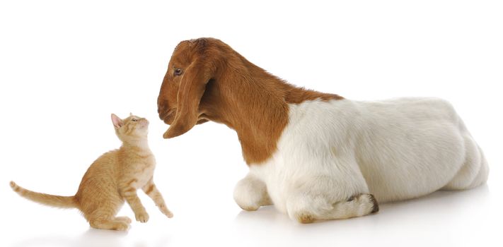 cute kitten and goat doeling interacting with each other with reflection on white background