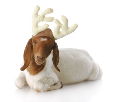 south african boer goat doeling dressed up with reindeer antlers with reflection on white background