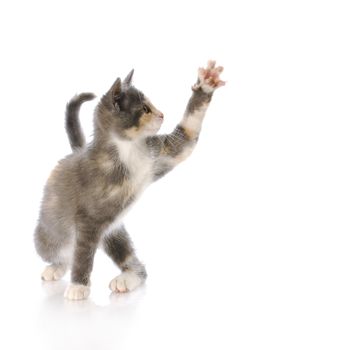 nine week old kitten swatting paw at air with reflection on white background