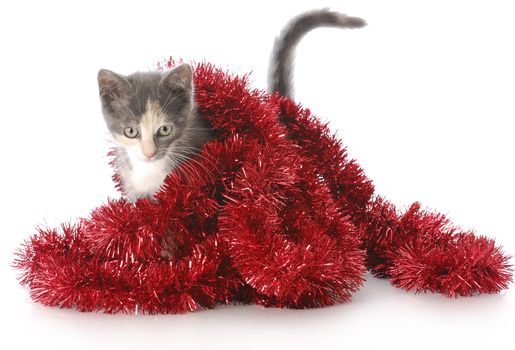 adorable nine week old kitten playing in red christmas garland with reflection on white background