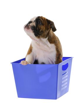 eight week old english bulldog puppy sitting in blue basket isolated on white background