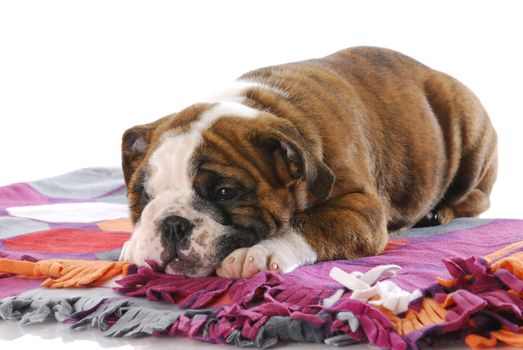 english bulldog puppy with head down resting on colorful blanket