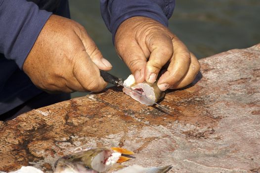 Hands with knife of fisherman filleting freshly caught fish on red stone