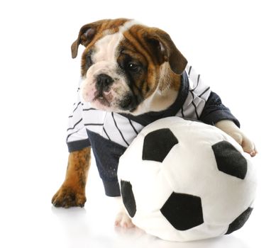 cute english bulldog puppy wearing sports jersey playing with soccer ball with reflection on white background